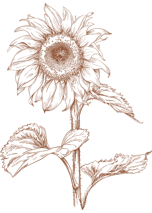 Sunflower sketch